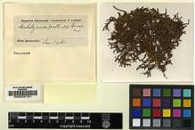 Type specimen at Edinburgh (E). Spruce, Richard: . Barcode: E00002151.