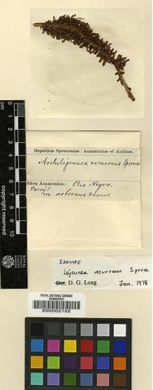 Type specimen at Edinburgh (E). Spruce, Richard: . Barcode: E00002152.