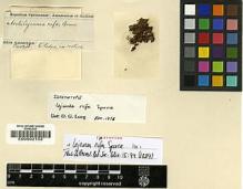 Type specimen at Edinburgh (E). Spruce, Richard: . Barcode: E00002153.