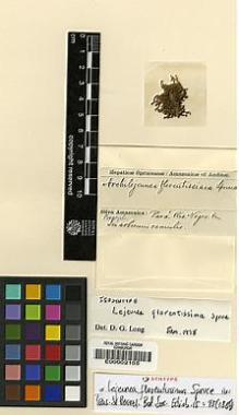 Type specimen at Edinburgh (E). Spruce, Richard: . Barcode: E00002155.