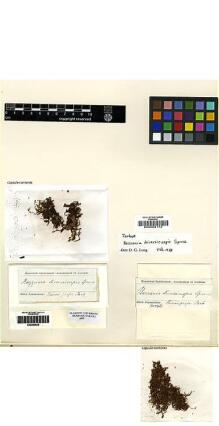 Type specimen at Edinburgh (E). Spruce, Richard: . Barcode: E00002172.