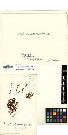 Type specimen at Edinburgh (E). Menzies, Archibald: . Barcode: E00002189.