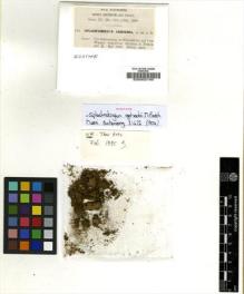 Type specimen at Edinburgh (E). Fleischer, Max: 136. Barcode: E00002195.