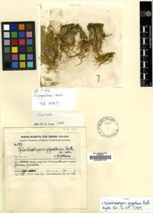 Type specimen at Edinburgh (E). Handel-Mazzetti, Heinrich: 5811. Barcode: E00002197.