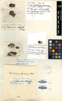 Type specimen at Edinburgh (E). Spruce, Richard: 209B. Barcode: E00002198.