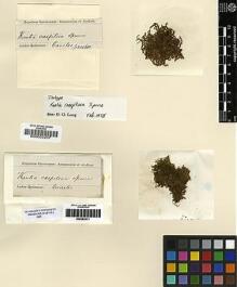 Type specimen at Edinburgh (E). Spruce, Richard: . Barcode: E00002207.