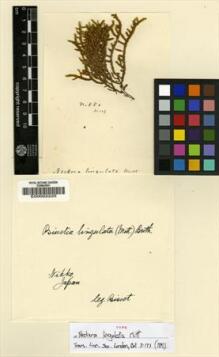 Type specimen at Edinburgh (E). Bisset, James: 123. Barcode: E00002225.