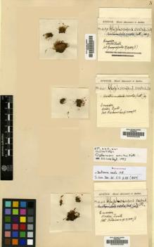 Type specimen at Edinburgh (E). Spruce, Richard: 439. Barcode: E00002227.