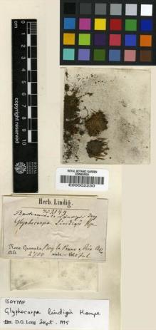 Type specimen at Edinburgh (E). Lindig, A.: . Barcode: E00002230.