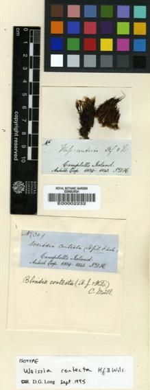 Type specimen at Edinburgh (E). Hooker, Joseph: 30. Barcode: E00002232.