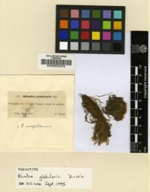 Type specimen at Edinburgh (E). Dusén, Per: 541. Barcode: E00002234.