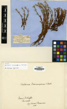 Type specimen at Edinburgh (E). Mossman, Samuel: 51. Barcode: E00002236.