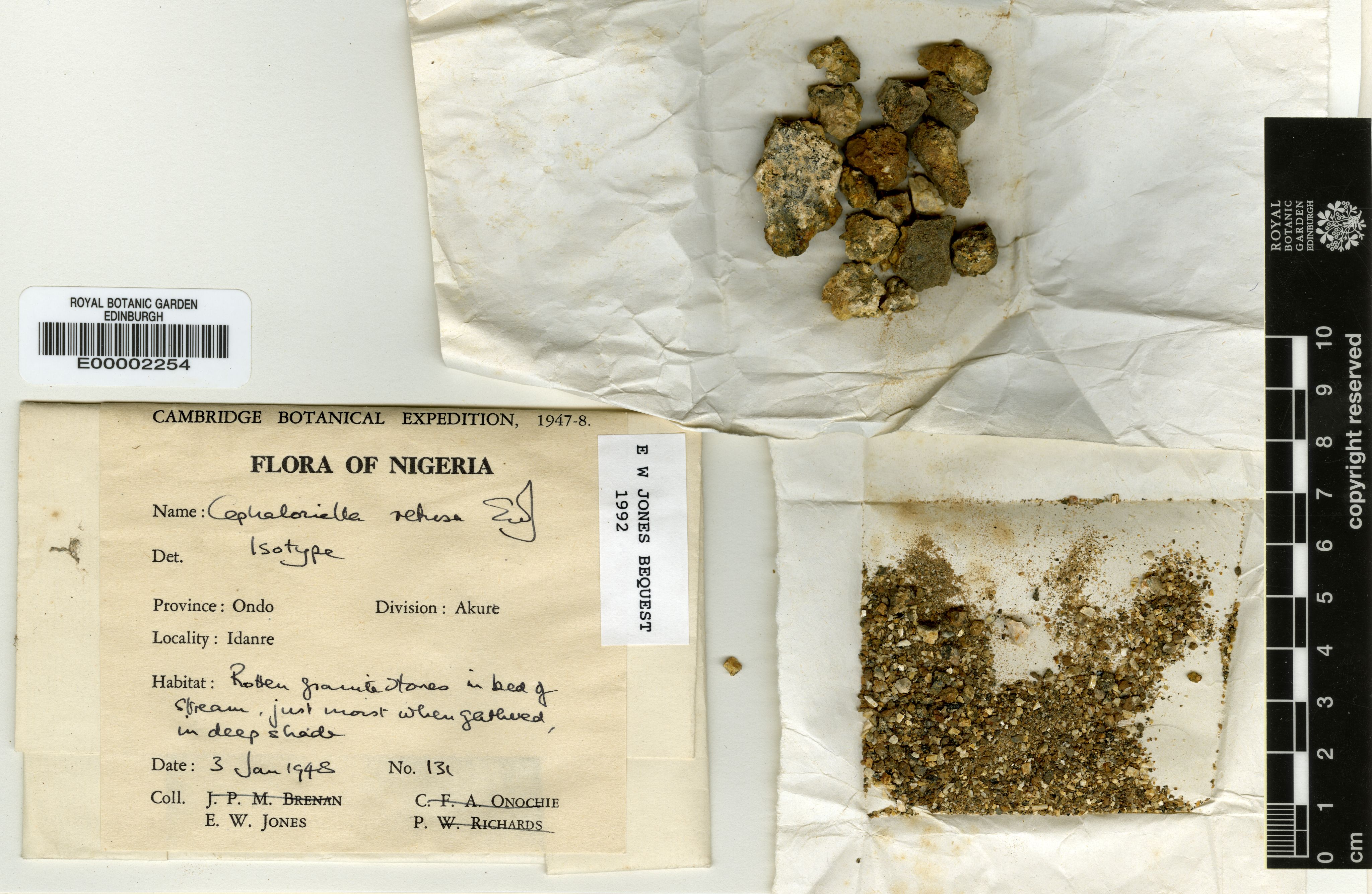 Cylindrocolea chevalieri (Cylindrocolea chevalieri)