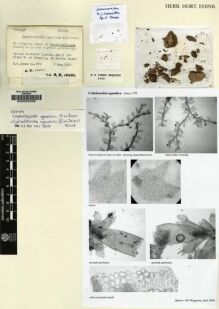 Type specimen at Edinburgh (E). Jones, Eustace: 579. Barcode: E00002256.