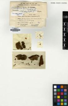 Type specimen at Edinburgh (E). Jones, Eustace: 51. Barcode: E00002258.