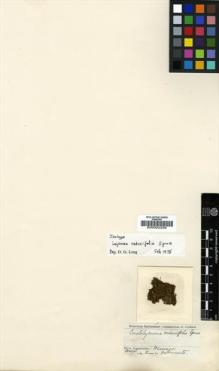 Type specimen at Edinburgh (E). Spruce, Richard: . Barcode: E00002259.