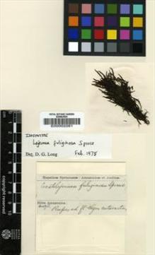 Type specimen at Edinburgh (E). Spruce, Richard: . Barcode: E00002261.