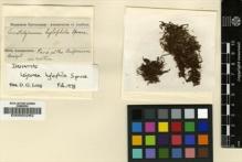 Type specimen at Edinburgh (E). Spruce, Richard: . Barcode: E00002262.
