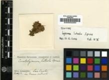Type specimen at Edinburgh (E). Spruce, Richard: . Barcode: E00002263.