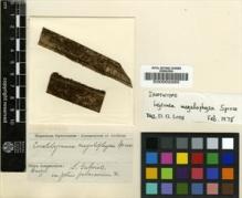 Type specimen at Edinburgh (E). Spruce, Richard: . Barcode: E00002265.
