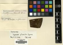 Type specimen at Edinburgh (E). Spruce, Richard: . Barcode: E00002266.