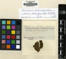 Type specimen at Edinburgh (E). Spruce, Richard: . Barcode: E00002277.