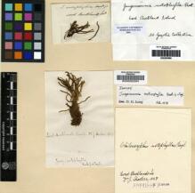 Type specimen at Edinburgh (E). Hooker, Joseph: . Barcode: E00002294.