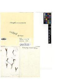 Type specimen at Edinburgh (E). Menzies, Archibald: . Barcode: E00002300.