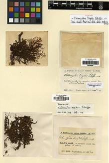 Type specimen at Edinburgh (E). Schiffner, Victor: 1424. Barcode: E00002302.