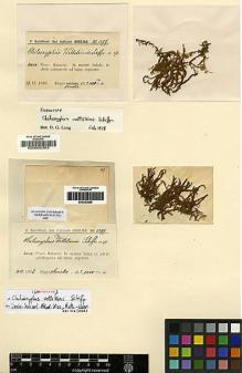 Type specimen at Edinburgh (E). Schiffner, Victor: 1397. Barcode: E00002303.