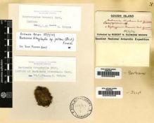 Type specimen at Edinburgh (E). Brown, Robert: S.N.. Barcode: E00002306.