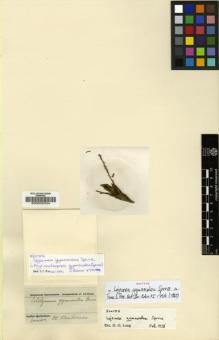 Type specimen at Edinburgh (E). Spruce, Richard: . Barcode: E00002334.