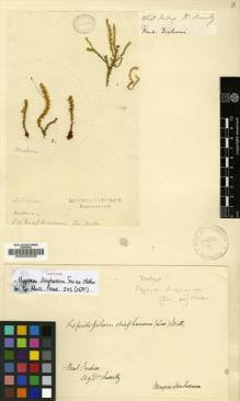 Type specimen at Edinburgh (E). Swartz, Olof: . Barcode: E00002339.