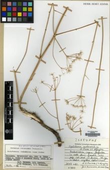 Type specimen at Edinburgh (E). Pimenov, Michael; Bazanova, Ju.; Kljuykov, Evgeniy; Vassiljeva, M.G.: N1004. Barcode: E00002350.
