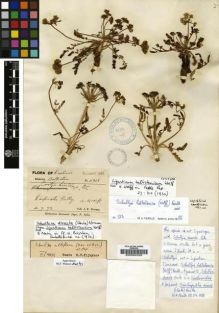Type specimen at Edinburgh (E). Duthie, John: 11956. Barcode: E00002355.