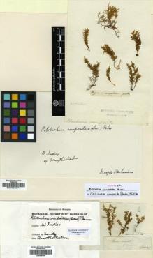 Type specimen at Edinburgh (E). Swartz, Olof: . Barcode: E00002371.