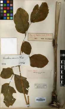 Type specimen at Edinburgh (E). Wilson, Ernest: 2403. Barcode: E00002394.