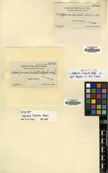 Type specimen at Edinburgh (E). McGregor, Richard: 10562. Barcode: E00002407.