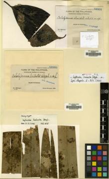 Type specimen at Edinburgh (E). McGregor, Richard: 10560. Barcode: E00002408.