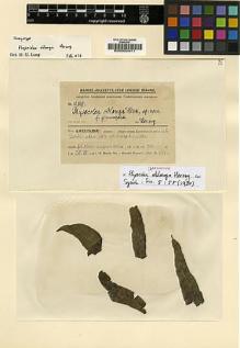 Type specimen at Edinburgh (E). Handel-Mazzetti, Heinrich: 10890. Barcode: E00002411.