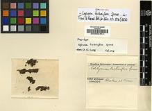 Type specimen at Edinburgh (E). Spruce, Richard: . Barcode: E00002412.