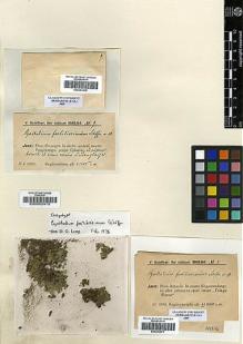 Type specimen at Edinburgh (E). Schiffner, Victor: 7. Barcode: E00002415.