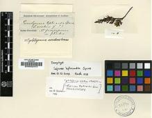 Type specimen at Edinburgh (E). Spruce, Richard: . Barcode: E00002417.