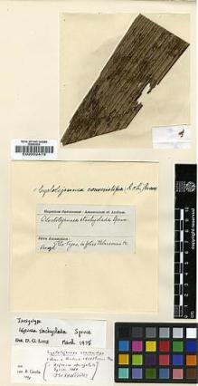Type specimen at Edinburgh (E). Spruce, Richard: . Barcode: E00002419.