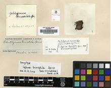 Type specimen at Edinburgh (E). Spruce, Richard: . Barcode: E00002420.
