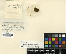 Type specimen at Edinburgh (E). Spruce, Richard: . Barcode: E00002421.