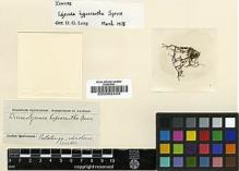 Type specimen at Edinburgh (E). Spruce, Richard: . Barcode: E00002423.