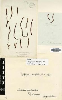 Type specimen at Edinburgh (E). Menzies, Archibald: . Barcode: E00002426.