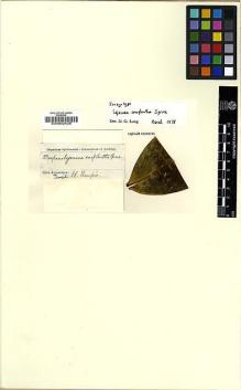 Type specimen at Edinburgh (E). Spruce, Richard: . Barcode: E00002428.