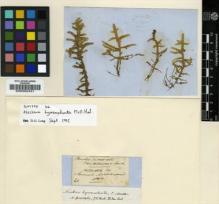 Type specimen at Edinburgh (E). Mossman, Samuel: 46. Barcode: E00002431.